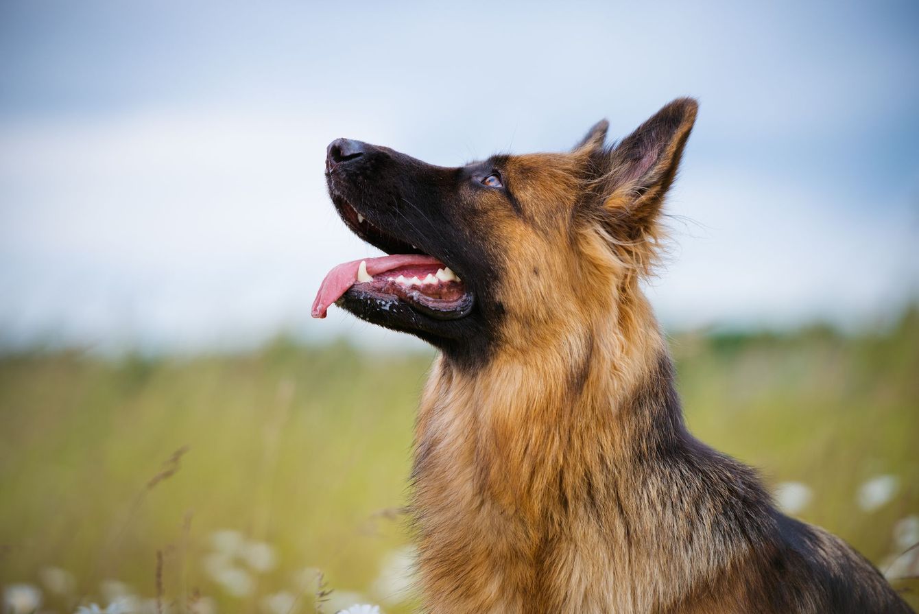 Berger allemand de profil qui tire la langue dans un champ de fleurs