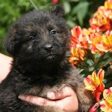 Chiot tenu par une main devant des fleurs orangées