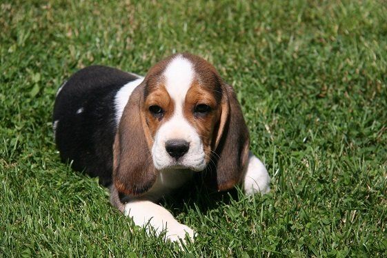 Jeune Beagle couché dans l'herbe
