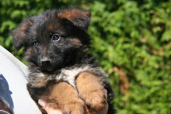 Chiot Berger allemand dans les bras d'un humain