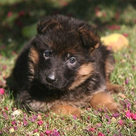 Chiot berger allemand sur l'herbe