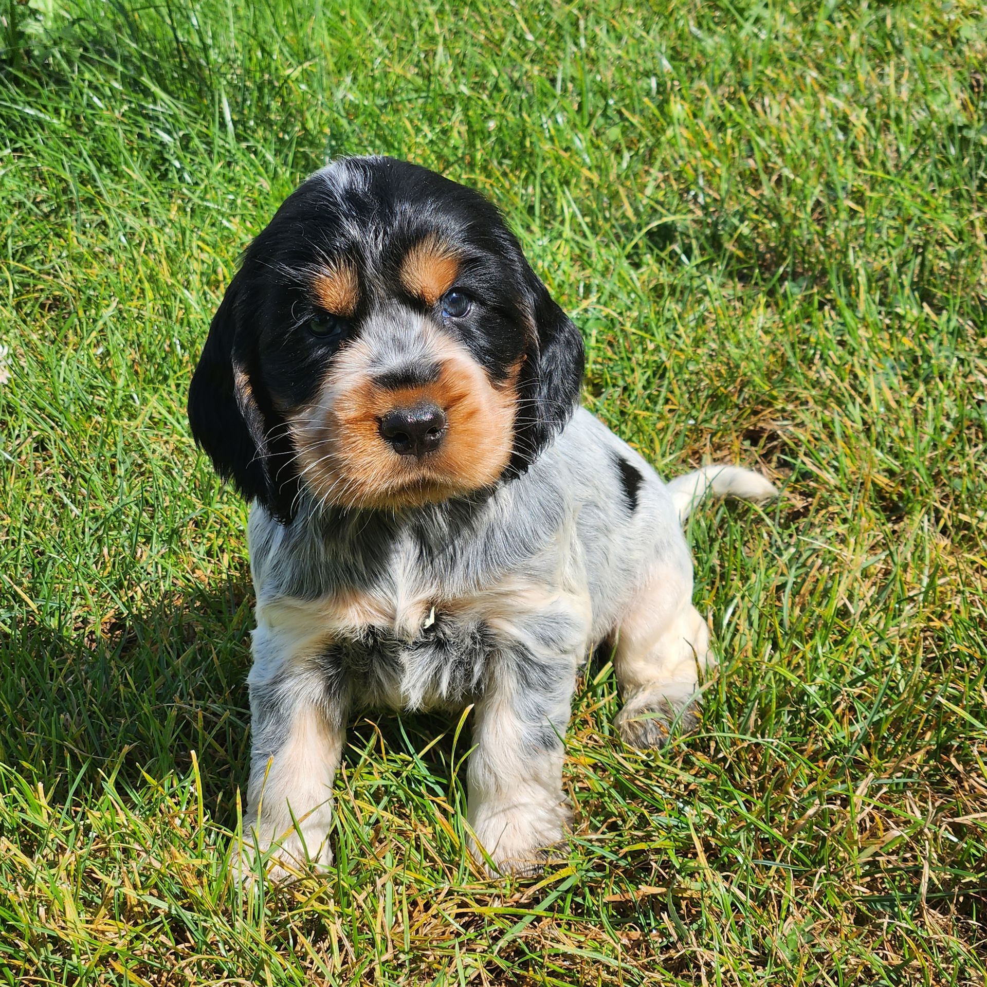 Chiot Griffon bleu de Gascogne