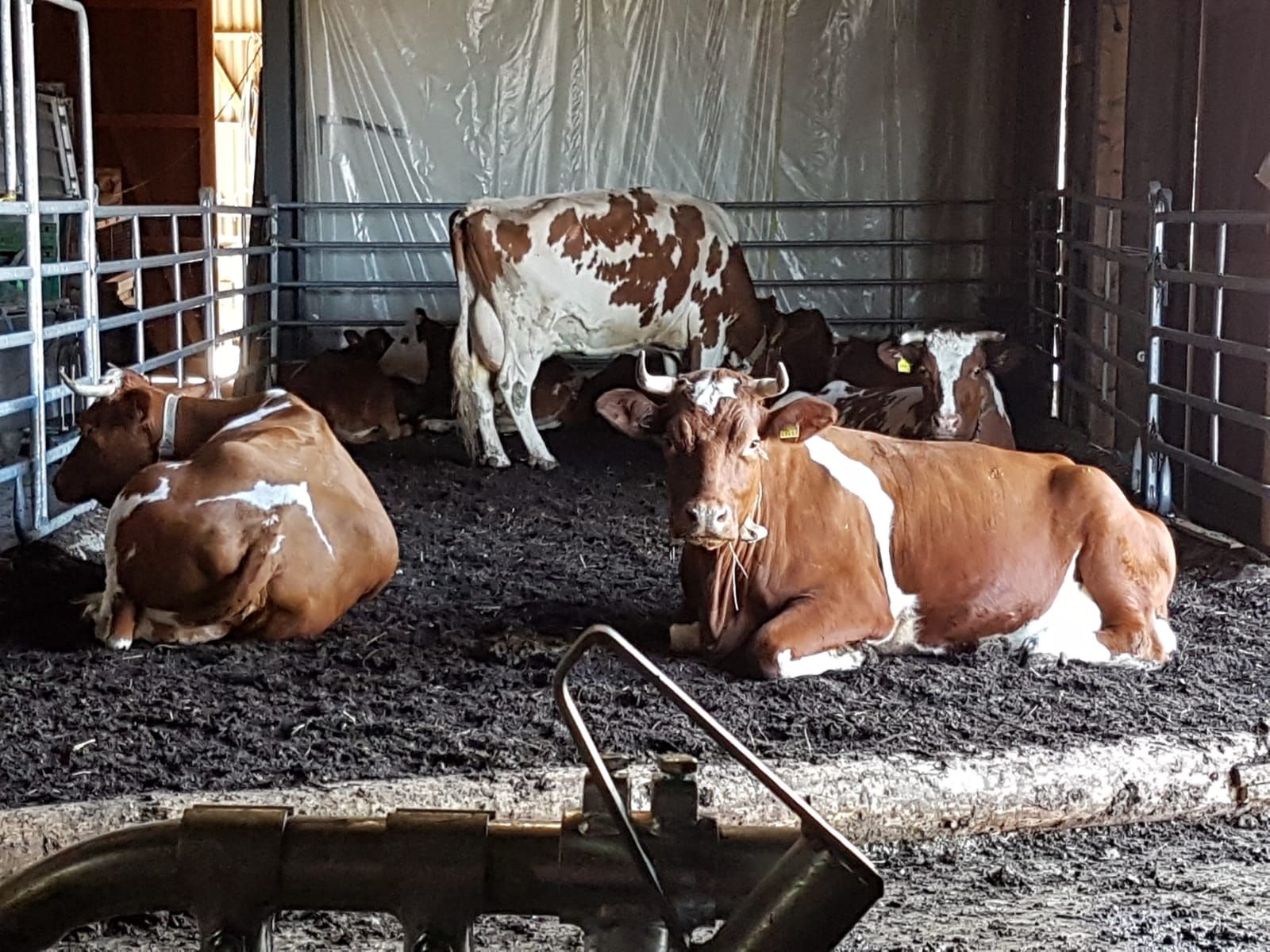 Markwalder's Hoflädeli