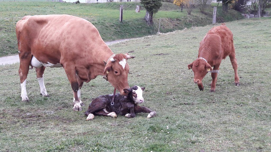 Markwalder's Hoflädeli