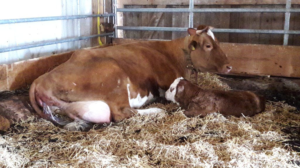 Markwalder's Hoflädeli