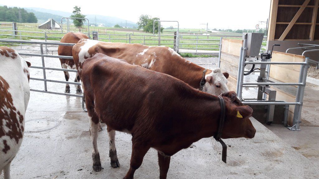 Markwalder's Hoflädeli