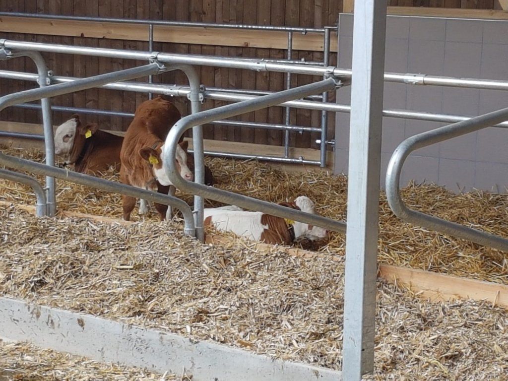 Markwalder's Hoflädeli