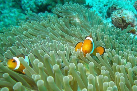 Zwei Clownfische schwimmen in einem Korallenriff.