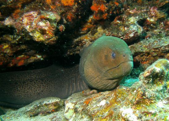 Eine große Muräne liegt auf einem Felsen im Meer.
