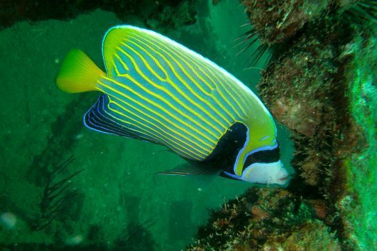 Ein bunter Fisch schwimmt im Wasser in der Nähe eines Felsens.