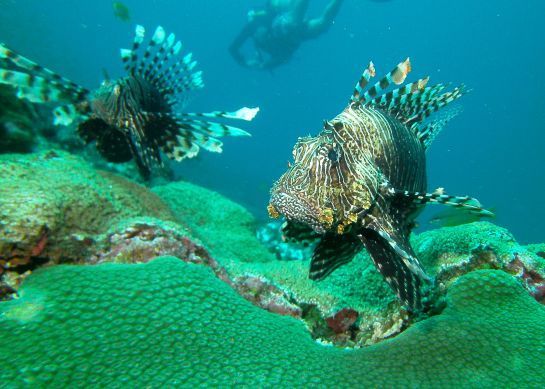 Zwei Rotfeuerfische schwimmen im Meer in der Nähe eines Korallenriffs.
