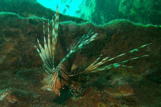 Ein Rotfeuerfisch schwimmt im Wasser in der Nähe eines Korallenriffs.