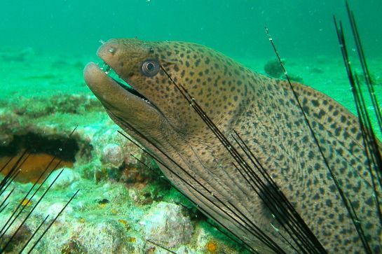 Eine Nahaufnahme einer Muräne, die im Meer schwimmt.