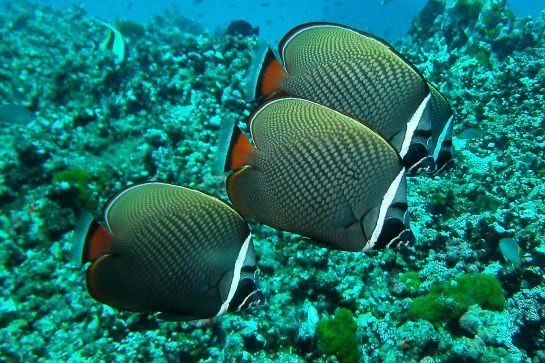 Drei Fische schwimmen in einem Korallenriff im Meer.