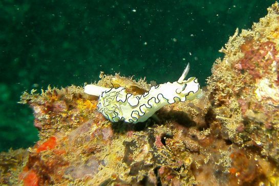 Eine Meeresschnecke schwimmt auf einem Felsen im Meer.
