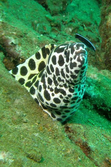 Im Wasser schwimmt ein schwarz-weißer Fisch mit Leopardenmuster.