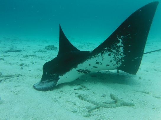 Ein schwarz-weißer Stachelrochen schwimmt im Meer.