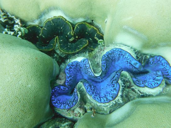 Eine große blaue Muschel sitzt auf einem Korallenriff.