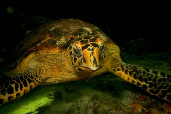 Eine Meeresschildkröte schwimmt nachts im Wasser und schaut in die Kamera.
