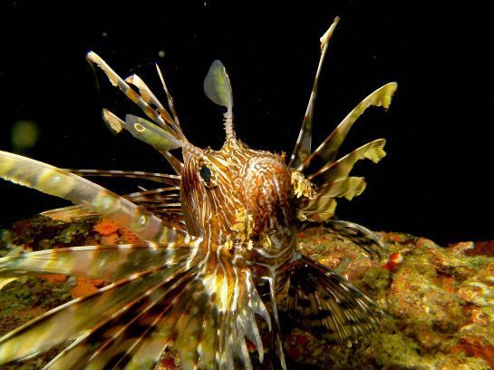 Ein Rotfeuerfisch schwimmt im Wasser und schaut in die Kamera