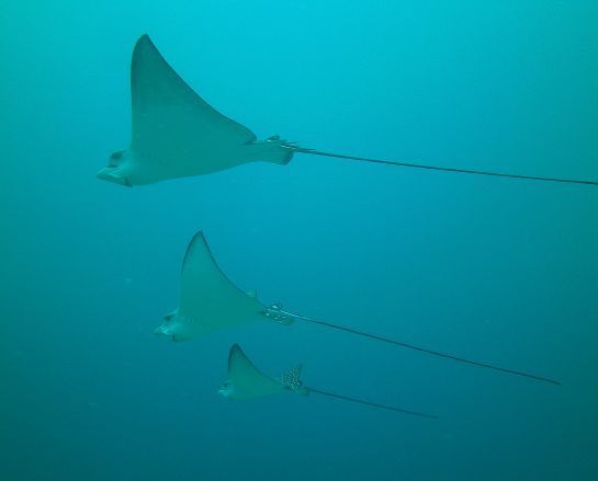 Eine Gruppe Stachelrochen schwimmt im Meer.