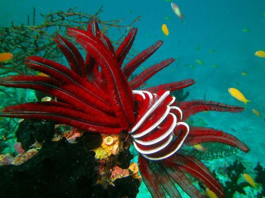 Eine rote Seeanemone mit weißen Streifen ist im Meer von Fischen umgeben.