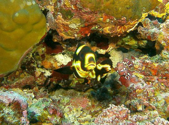 Ein schwarz-gelber Fisch schwimmt auf einem Korallenriff.