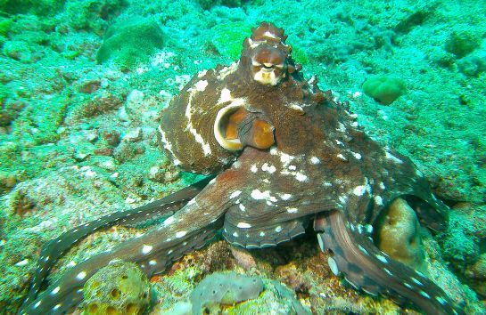 Ein großer Oktopus sitzt auf einem Felsen im Meer.