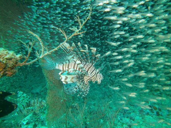 Ein Rotfeuerfisch schwimmt mit einem Fischschwarm im Meer.