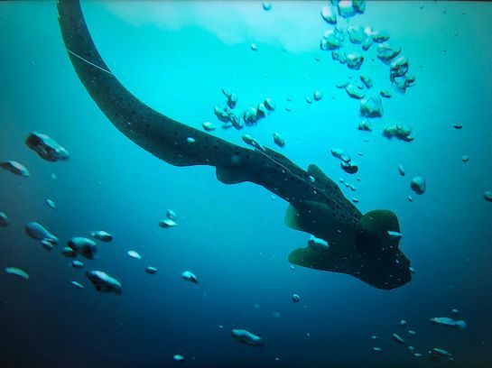 Ein Hai schwimmt mit anderen Fischen im Meer.