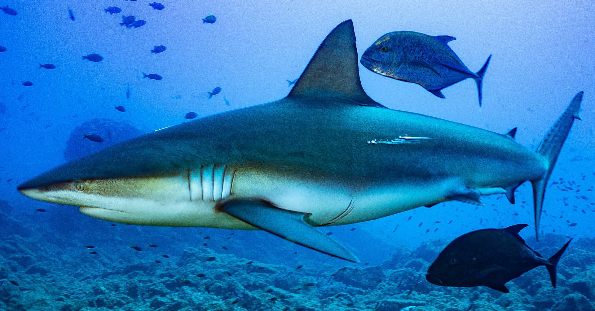 Ein Hai schwimmt mit anderen Fischen im Meer.