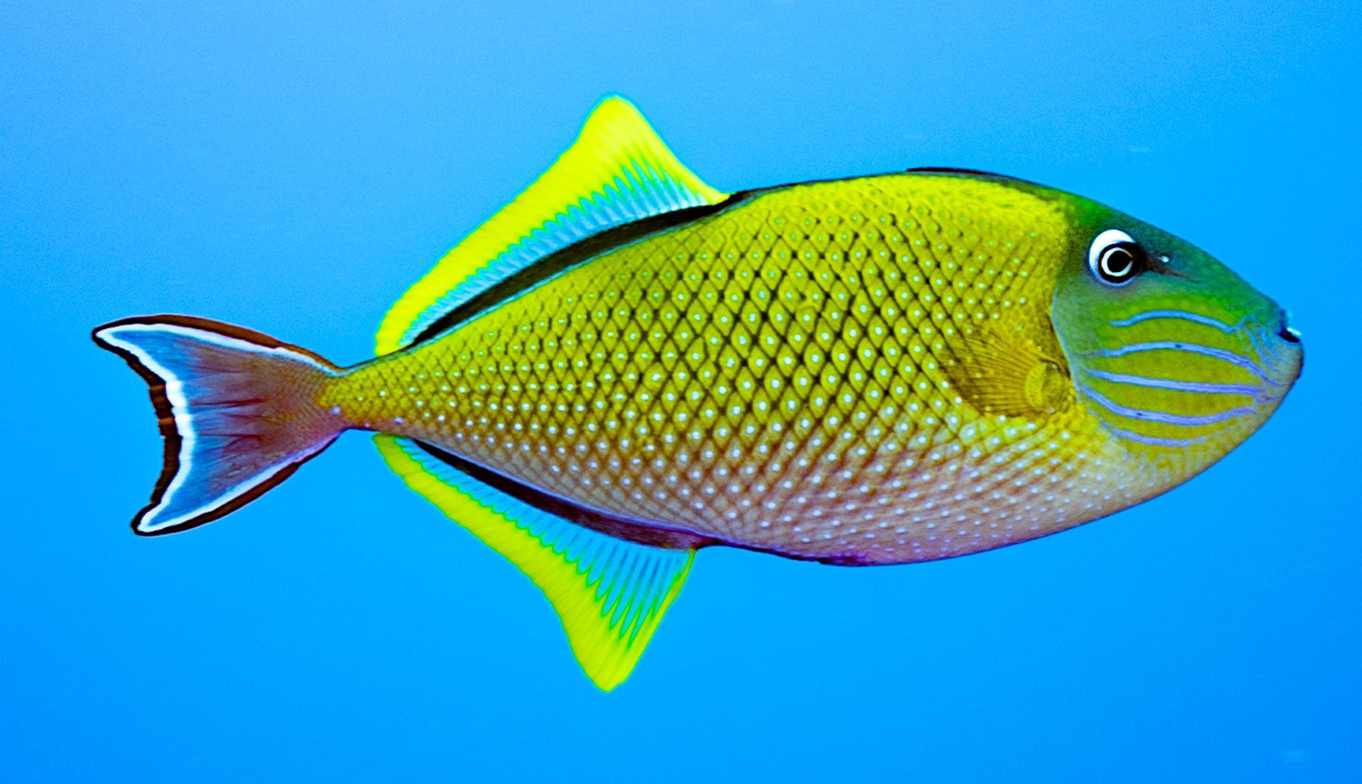 Ein bunter Fisch schwimmt vor blauem Hintergrund im Meer.