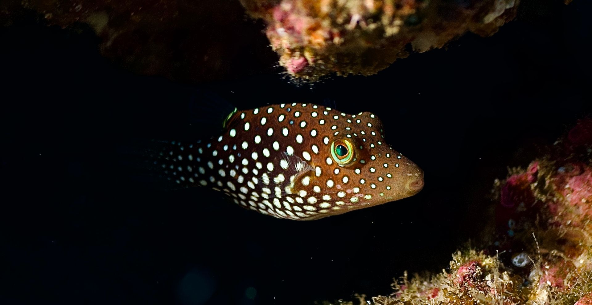 Ein Fisch schwimmt im Dunkeln in der Nähe eines Korallenriffs.
