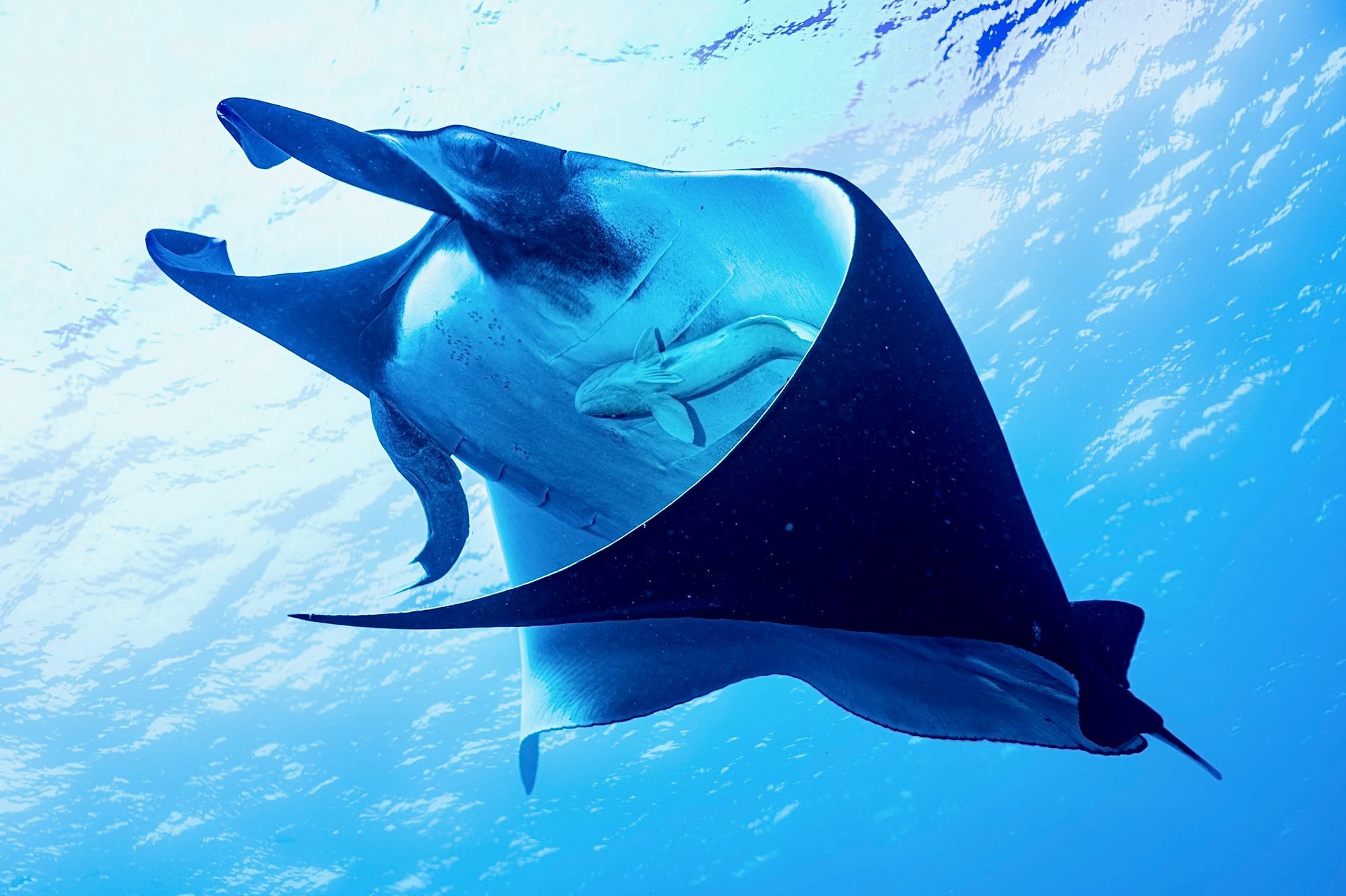 Ein großer Manta schwimmt im Meer