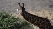 Eine Giraffe frisst in der Wildnis Blätter von einem Baum.