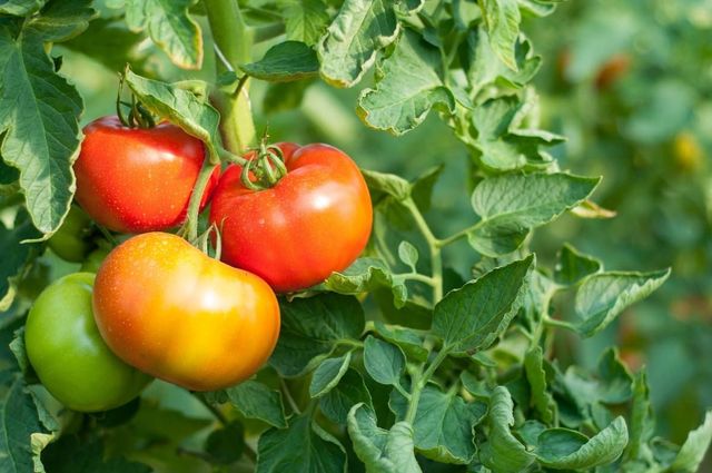 Tres tomates están creciendo en una planta de tomate.