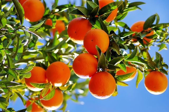 Un montón de naranjas colgando de un árbol con un cielo azul de fondo.