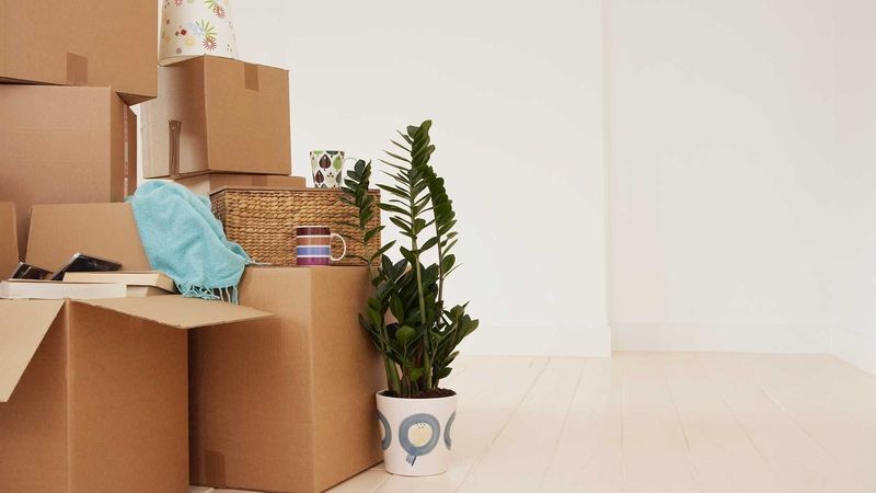 AST-Trans GmbH - Ein Stapel Kartons und eine Topfpflanze in einem leeren Raum.
