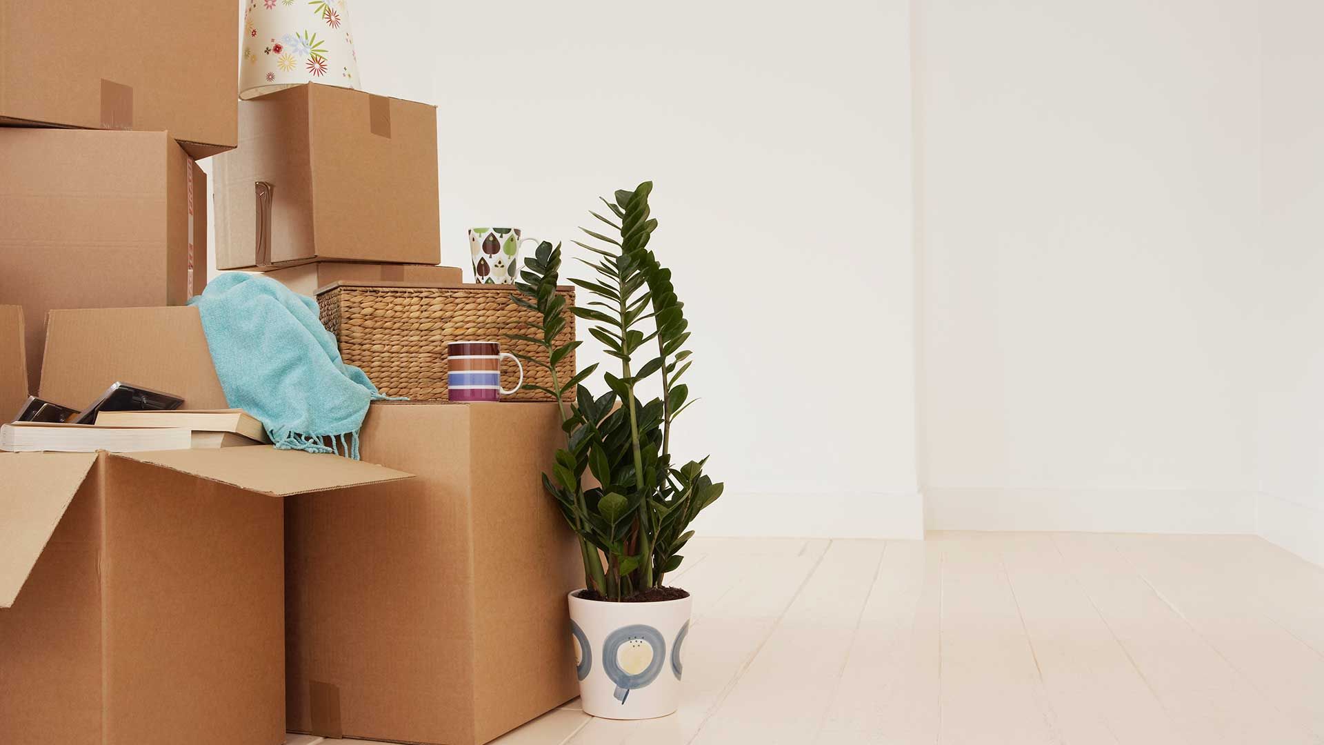 AST-Trans GmbH - Ein Stapel Kartons und eine Topfpflanze in einem leeren Raum.