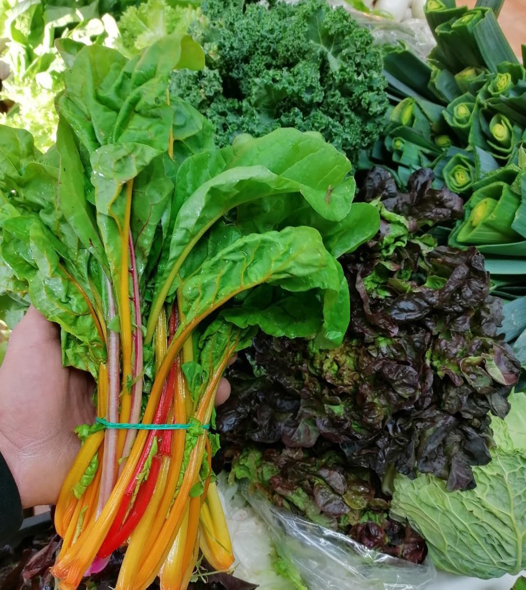Mano sosteniendo un manojo de acelgas de colores. Se ven otras verduras de hoja verde: col rizada, lechuga y puerros.