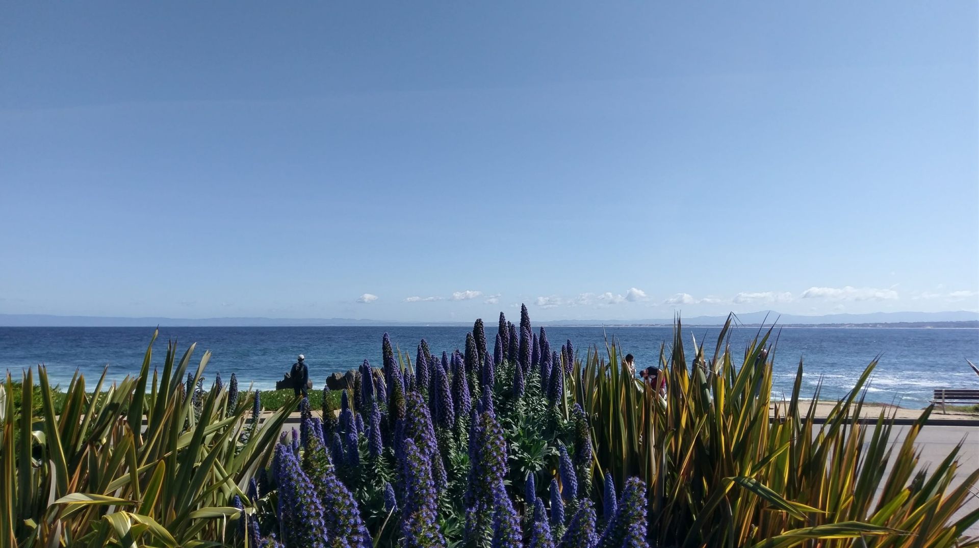 There are purple flowers in the foreground and a view of the ocean in the background.
