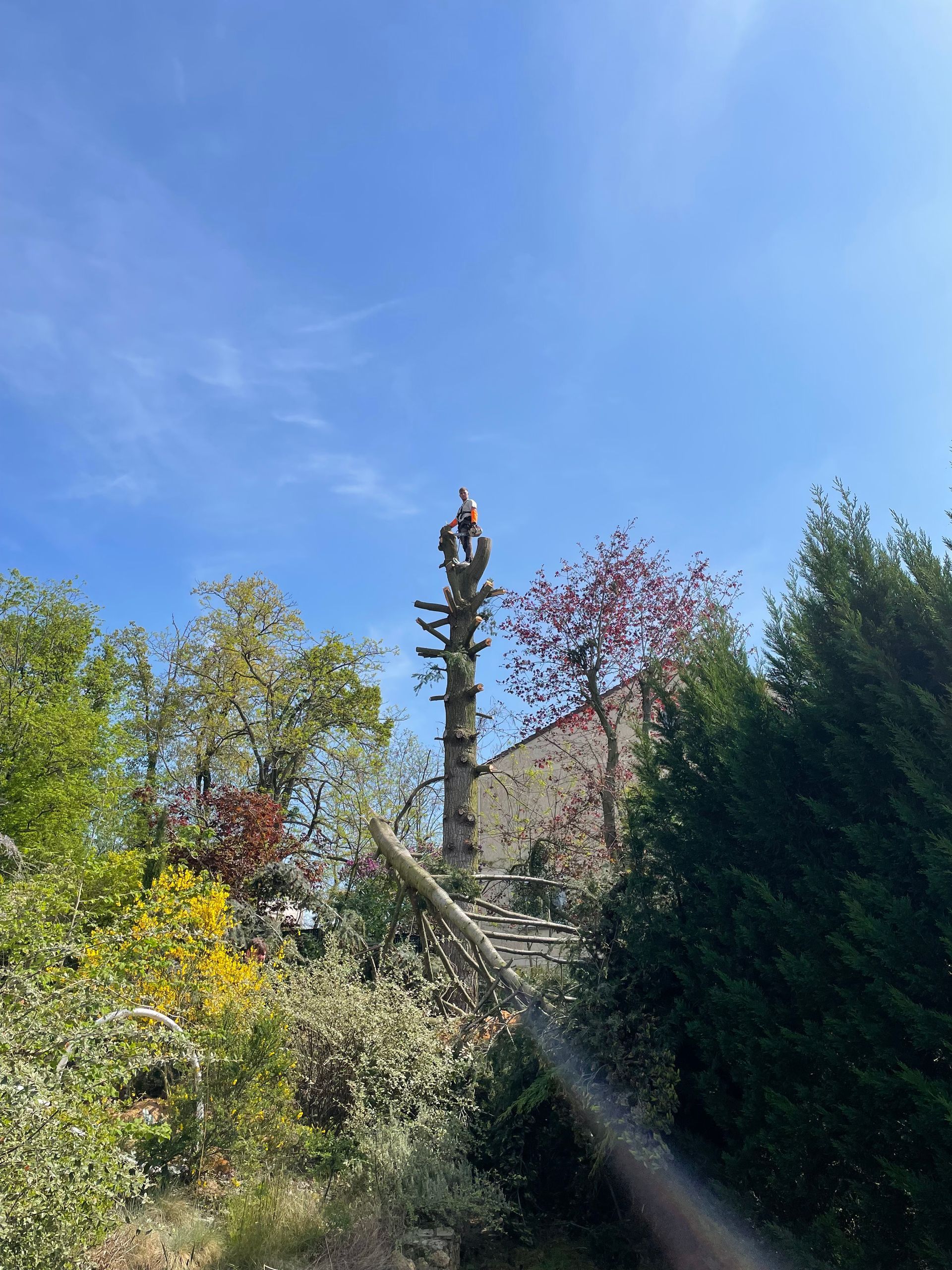 Abattage de sapin (après)