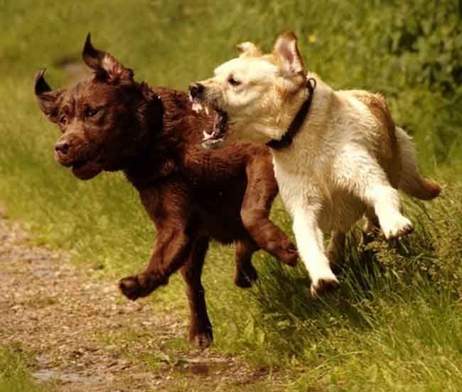 Deux labradors retrievers, l'un marron, l'autre jaune, jouent à se battre dans une zone herbeuse.