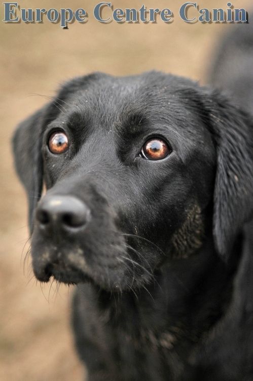 Labrador retriever noir regardant vers le haut avec des yeux bruns ; texte « Europe Centre Canin ».