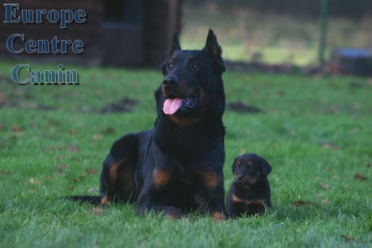 Beauceron noir avec un petit chiot, tous deux sur l'herbe verte.