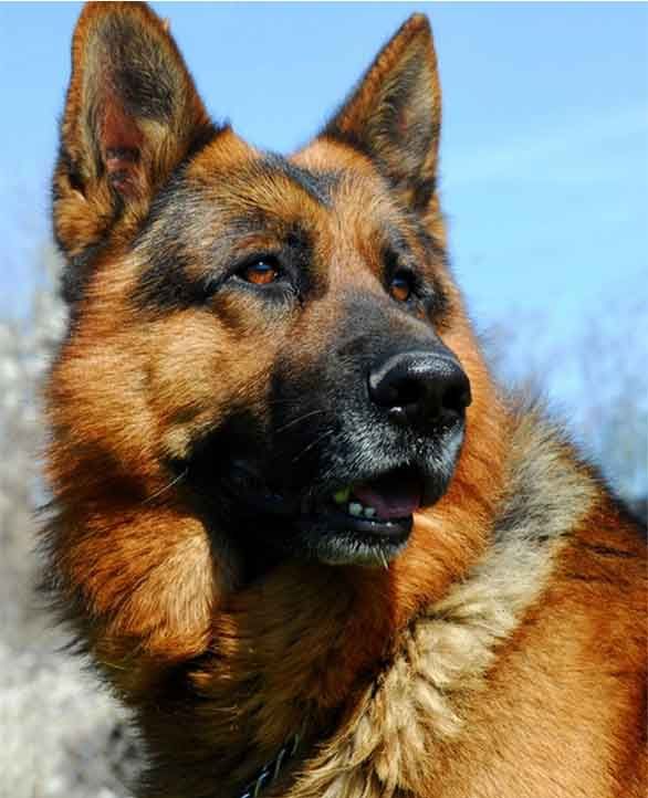 Berger allemand au pelage brun et noir, regardant avec vigilance vers la droite.