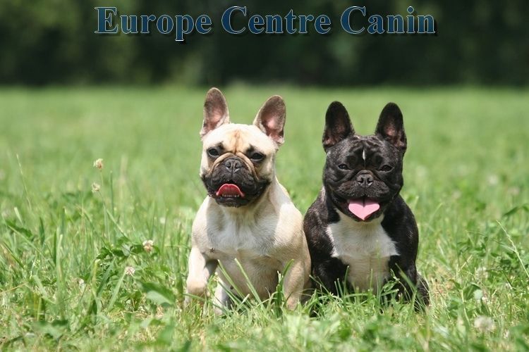 Deux bouledogues français dans un champ herbeux, l'un beige, l'autre noir et blanc, tous deux la langue sortie.