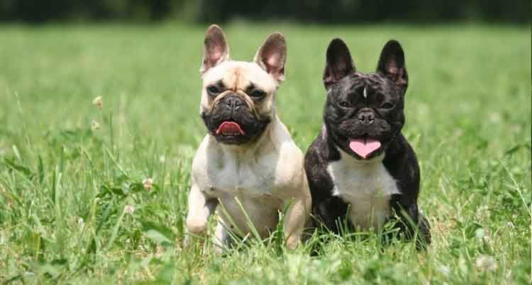 Deux bouledogues français, l'un crème et l'autre noir et blanc, sont assis dans l'herbe verte, la langue pendante.