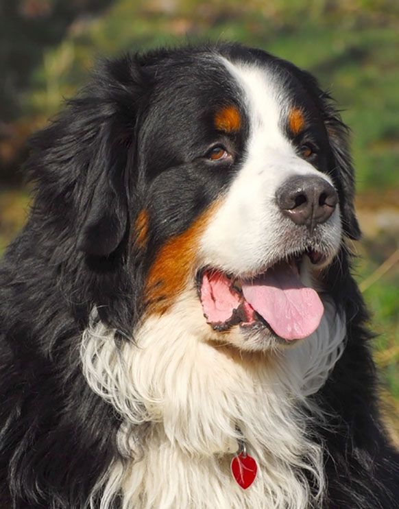 Bouvier bernois avec des marques noires, blanches et brunes, haletant la langue sortie.