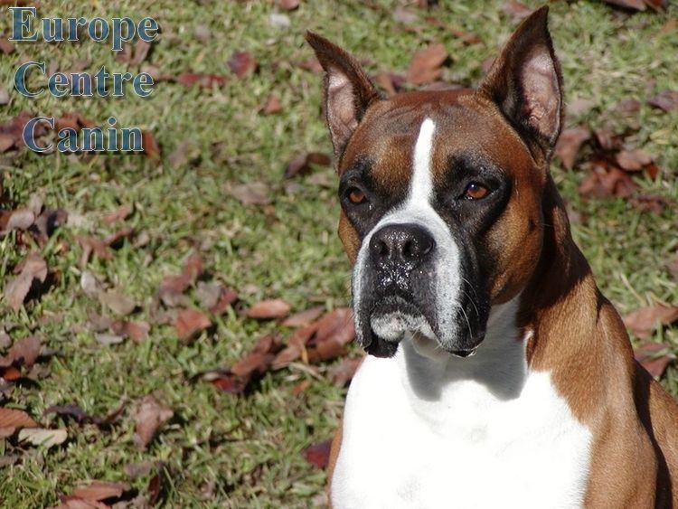 Chien boxer au pelage brun et blanc, à l'extérieur sur l'herbe.